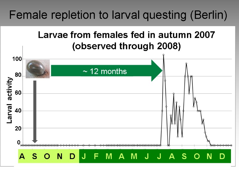 Female repletion to larval questing (Berlin) Larvae from females fed in autumn 2007 (observed